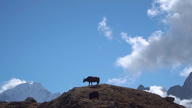喜马拉雅山上的牦牛。视频素材