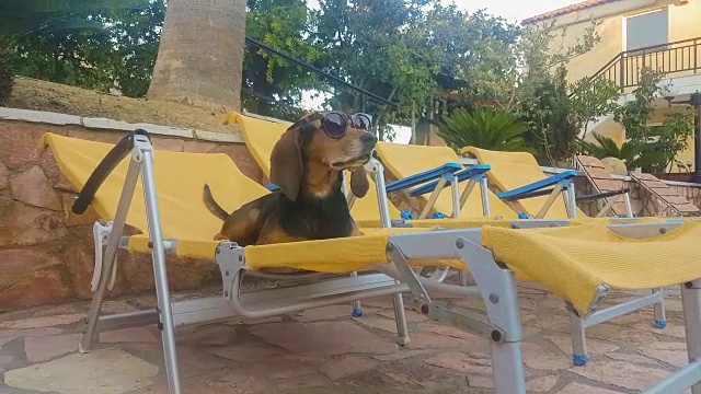 夏日里，一只滑稽的猎犬戴着墨镜坐在躺椅上。视频素材