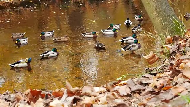 秋天河里的鸭子。平移。视频素材