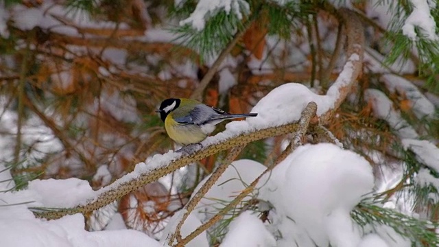 冬天白雪覆盖的森林里，冷杉树枝上的鸟儿视频素材
