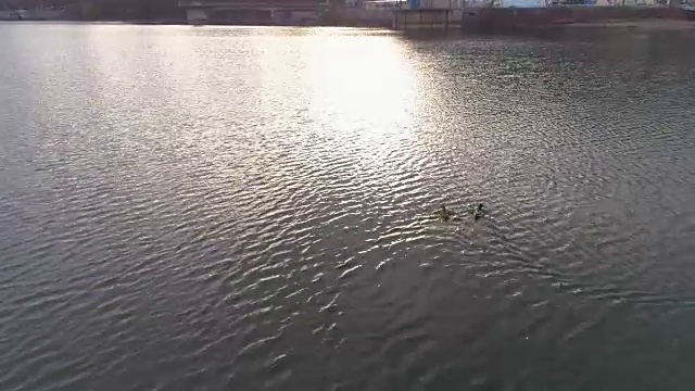 日落时分，无人机拍摄到两只鸭子在一个大湖里游泳视频素材