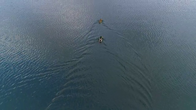 无人机在大湖中拍摄游泳的鸭子视频素材