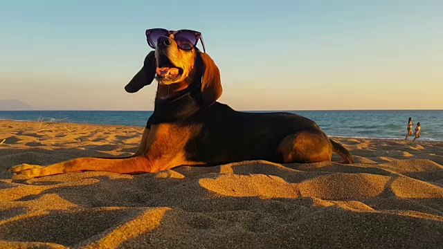 戴着太阳镜在沙滩上放松的酷狗。视频素材