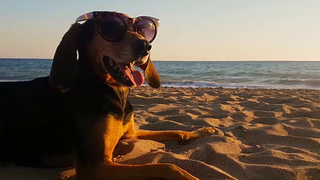 一张有趣的照片，一只戴着墨镜的猎犬在海滩上。视频素材