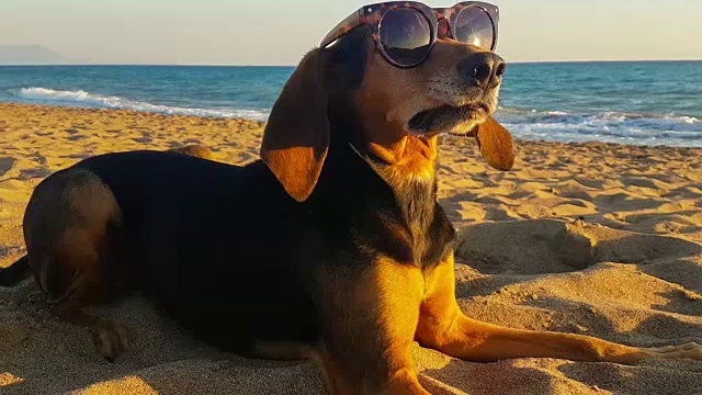 一只狗的滑稽肖像戴着太阳镜对着大海。视频素材