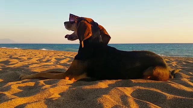 风吹的时候，看海滩的狗的肖像。一个可爱的放松时刻。视频素材