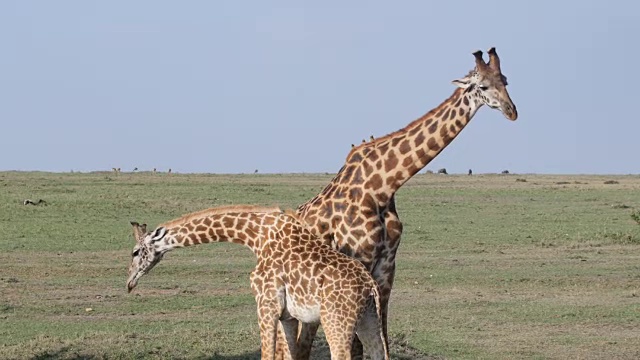 马赛长颈鹿，马赛马拉，肯尼亚视频下载