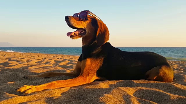 有趣的快乐的肖像狗在海滩上戴着太阳镜。视频素材