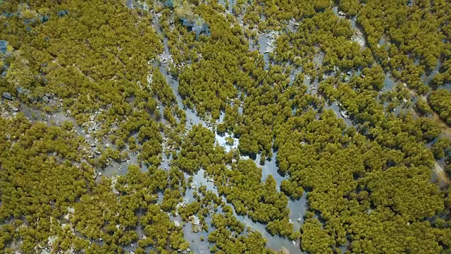 东非印度洋沿岸的空中/红树林沼泽视频下载
