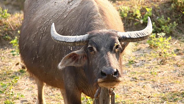 泰国水牛在野外看着摄像机视频下载