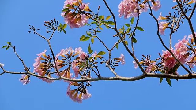 初年的粉红花，在泰国中部的树上随风摇曳的玫瑰花都很受欢迎。视频下载