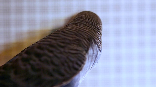笼子里的虎皮鹦鹉视频素材