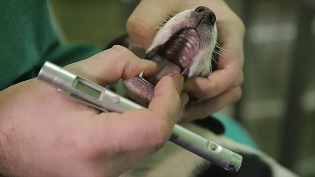 小狗在兽医诊所，检查牙齿和嘴巴视频素材