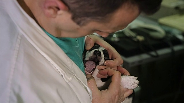 兽医检查小狗的牙齿和下巴视频素材