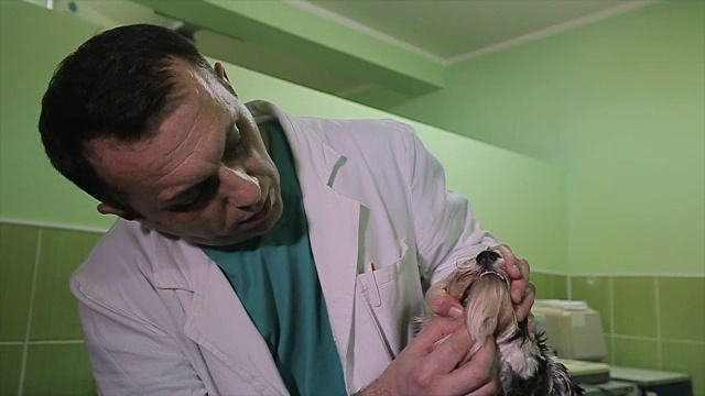 定期去看兽医对宠物的健康很重要视频素材