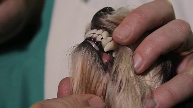 健康的牙齿对你的宠物很重要视频素材