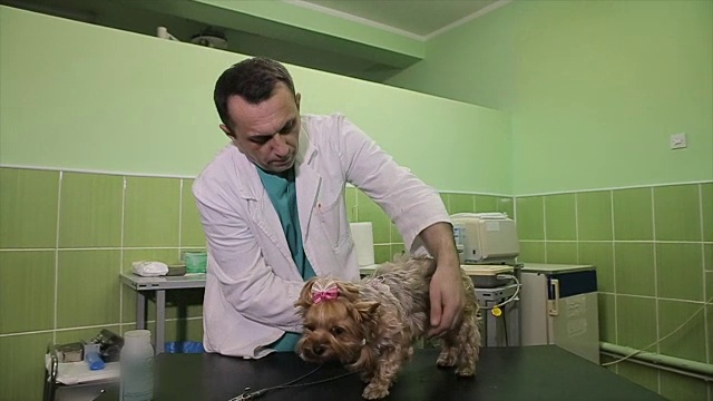 兽医检查约克夏梗狗在兽医诊所。视频下载
