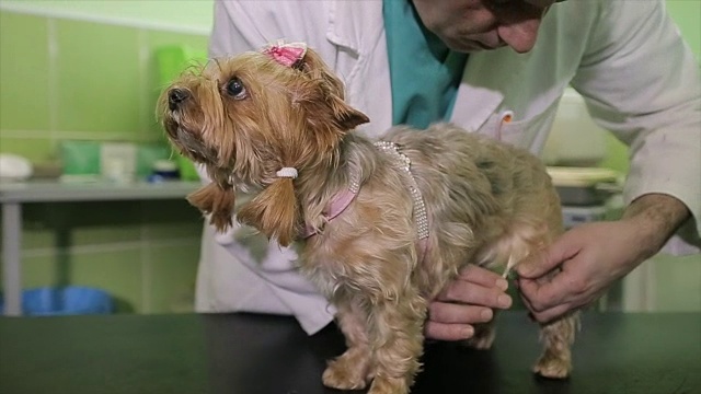 一只漂亮的约克郡犬正在一家兽医诊所做心脏检查视频下载