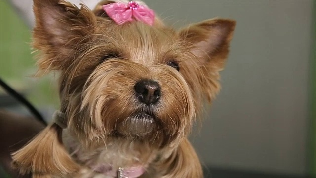 美丽的约克郡犬，肖像视频素材