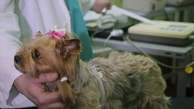 一只美丽的约克郡犬在兽医诊所做心脏检查视频下载