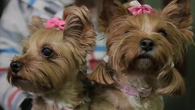 两只漂亮的约克郡犬，肖像视频素材