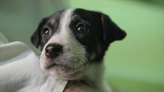 可爱的混血小狗第一次在兽医视频素材