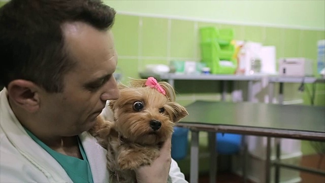 兽医拥抱狗狗，让它放松，以便进行身体检查视频素材
