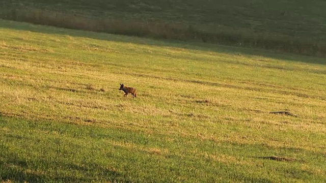 狐狸(Vulpes Vulpes)穿越田野的细节视频素材
