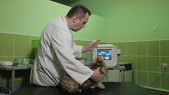 我不想去看兽医!有趣的狗的概念视频素材