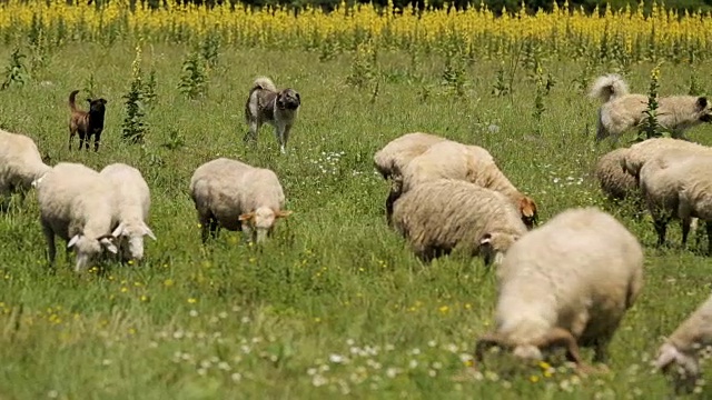 聪明的狗牵着羊，帮助牧羊人，农村经济，动物饲养视频下载
