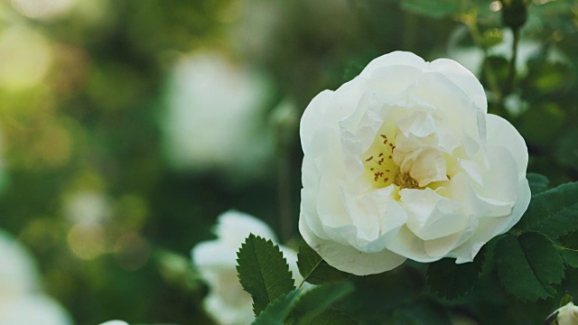 近距离看，荆棘丛上的蔷薇白花，背后是太阳视频下载