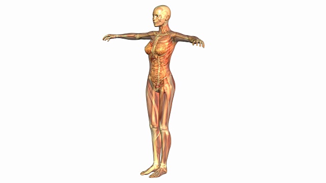 人体解剖学的数字3D动画视频下载