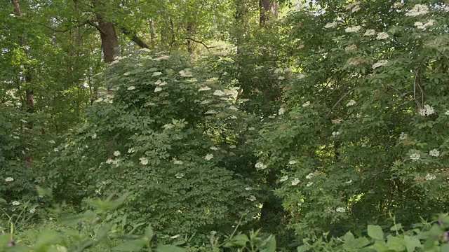 盛开的接骨木树在森林里视频素材