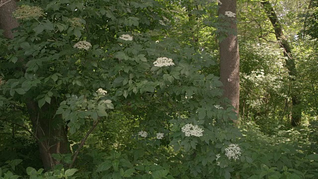 森林中的一棵接骨木视频素材