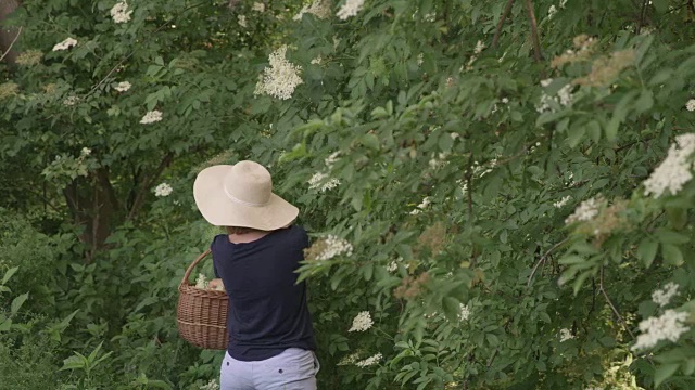 一个从接骨木上摘花的女人视频素材