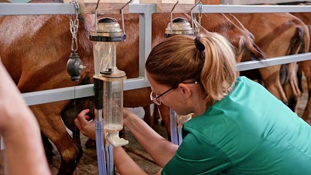 女兽医在挤奶站检查一只山羊视频下载