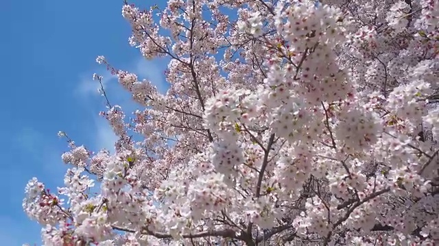 春天白色樱花与蓝天背景视频下载
