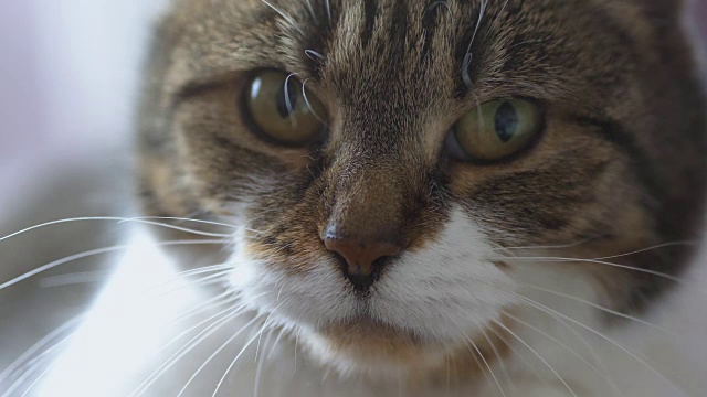 猫咪看着摄像机的慢动作是4k视频素材