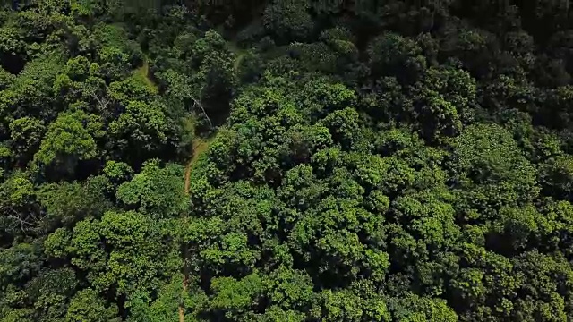 鸟瞰图美丽的森林视频素材