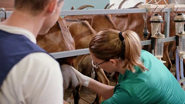 女兽医正在检查山羊的乳房和乳头视频下载