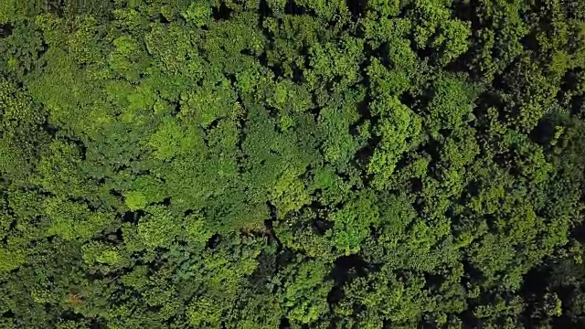 鸟瞰图美丽的森林视频素材