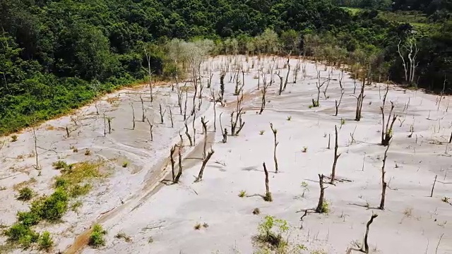 泰国那拉提瓦的枯树鸟瞰图视频素材