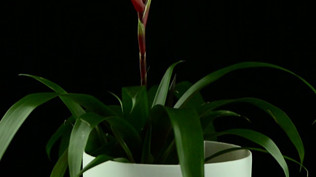 黄色Bromelia植物视频下载