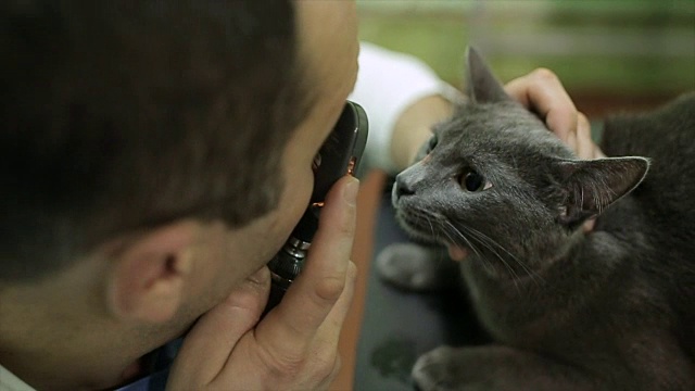 兽医在诊所检查猫的眼睛视频下载