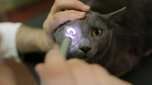 在兽医站检查猫眼视频素材