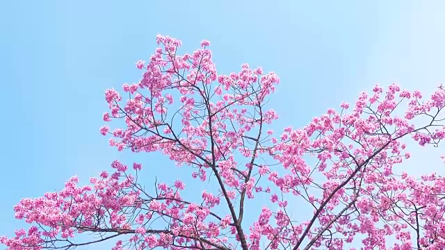春天粉红色的樱花与蓝天的背景视频下载