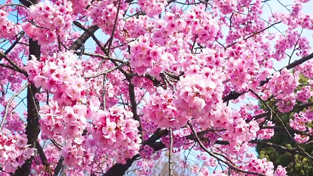 粉红色的樱花视频下载