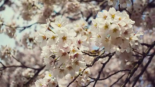 一束束的樱花。视频下载