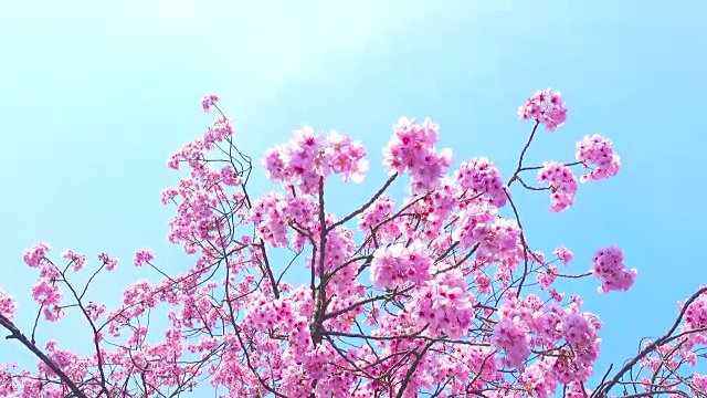春天粉红色樱花与蓝色的天空背景视频下载