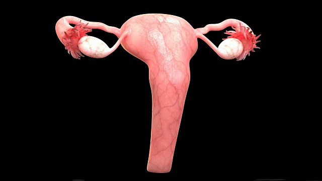 女性生殖系统解剖学视频素材